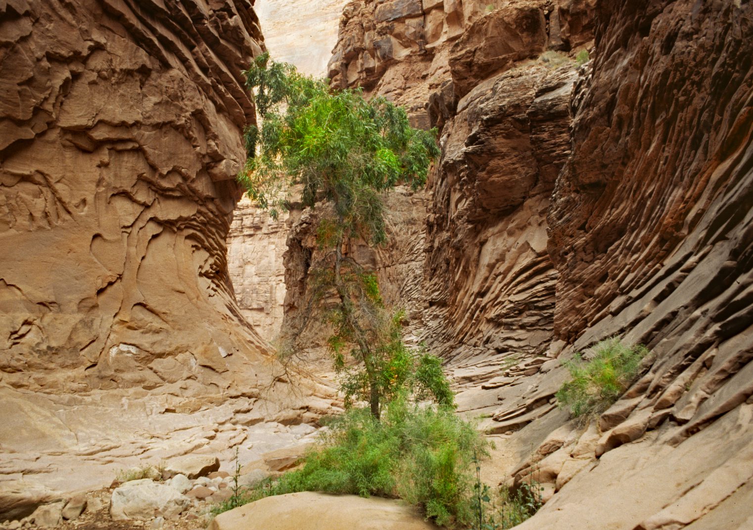 A tree in the middle of a canyon